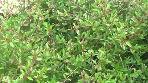 Ornamental shrub with small leaves in spring in nature Stock Footage 311528648