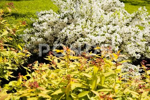 Ornamental shrubs in the park Stock Photos