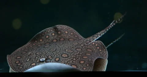 Ornamental stingrays that are well maintained Video stock 297062913