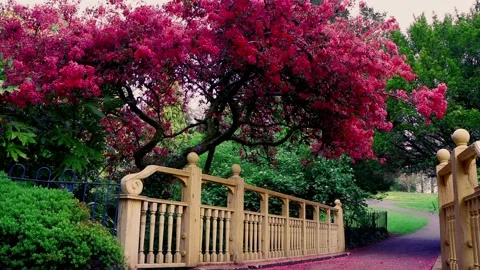 Ornamental Tree Blossoming Video stock 154522632
