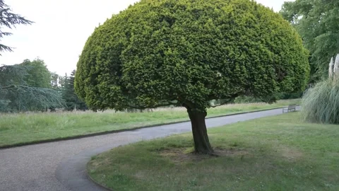 Ornamental tree in the park 库存影片 133201768