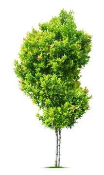 Ornamental tree Stock Photos