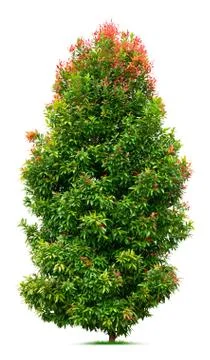 Ornamental tree Stock Photos