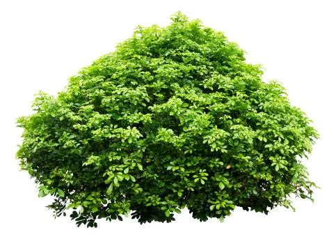 Ornamental tree Stock Photos