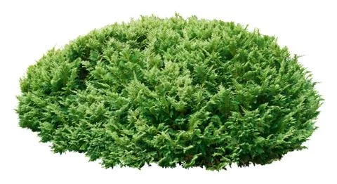 Ornamental tree Foto stock