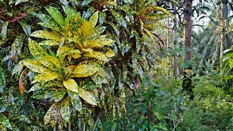 Ornamental tree Stock Photos