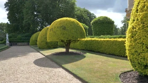 Ornamental trees in the garden Video stock 133201782