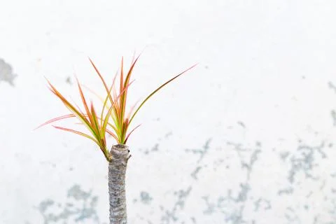 The ornamental trees put forth leave-buds Stock Photos