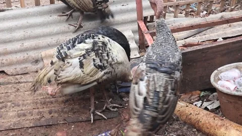 Ornamental turkey Stock Footage 252890738