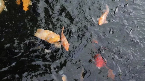 Ornamental varieties of koi fish. Stock Footage 274801643