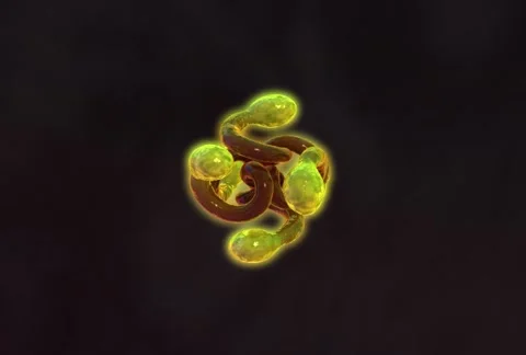 OrnamentB 1 Stock Footage 1055739