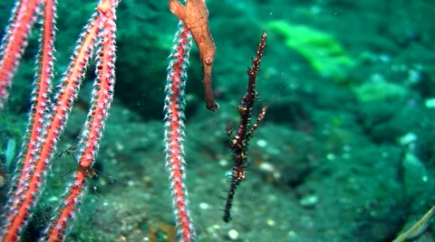 Ornate and robust ghostpipefish together Stock Footage 6732227
