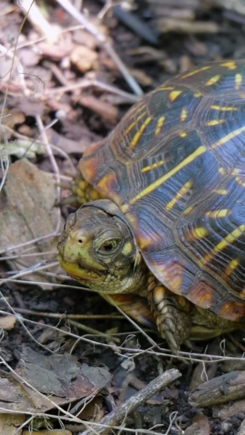 Ornate Box Turtle Foraging on Forest Floor Stock Footage 340565862