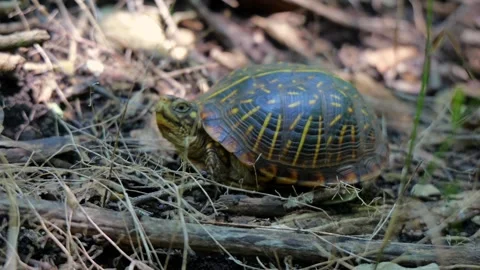 Ornate Box Turtle Foraging on Forest Floor Stock Footage 340565864