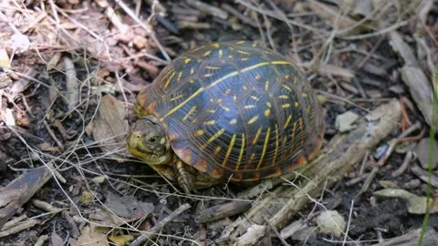 Ornate Box Turtle Foraging on Forest Floor Stock Footage 340565865