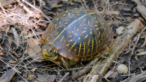 Ornate Box Turtle Foraging on Forest Floor Stock Photos
