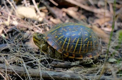 Ornate Box Turtle Foraging on Forest Floor Stock Photos