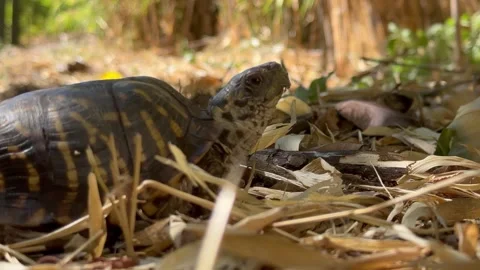 Ornate Box Turtle (Terrapene ornata ornata) Terrestrial Reptile Species. Stock Footage 291065031