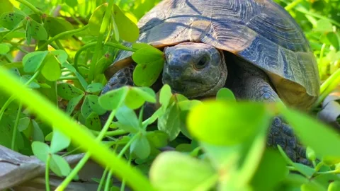 Ornate Box Turtle Walking Moving In Summer Stock Footage 176536806