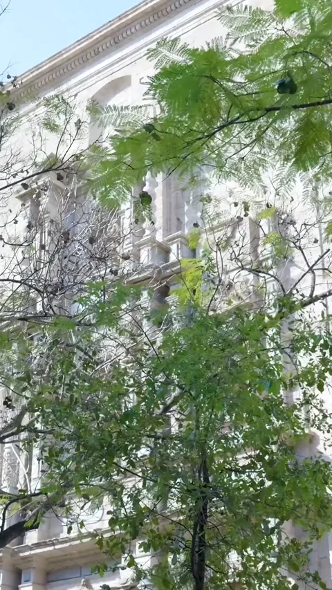 Ornate building facade behind tree branches Stock Footage 327115071