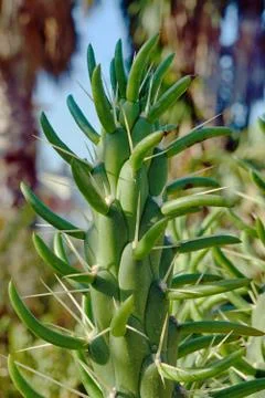 Ornate cactus Stock Photos
