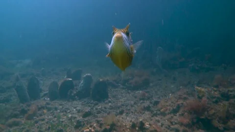 Ornate cowfish Stock Footage 98084008
