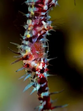 Ornate ghost pipe fish close up with gills and eyes details Stock Photos