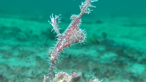 Ornate ghost pipe fish Stock Footage 90796987