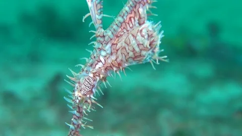 Ornate ghost pipe fish Stock Footage 90796998