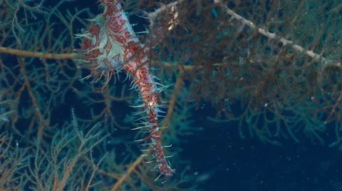 Ornate ghost pipefish close up shot - Solenostomus paradoxus, Red Sea Video stock 61128390