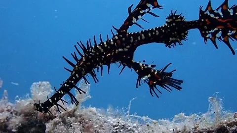 Ornate Ghost pipefish Closeup Video stock 141098665