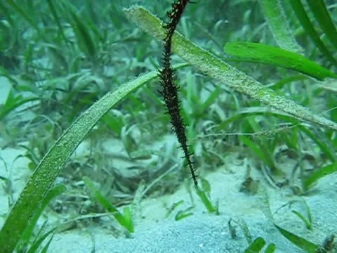 Ornate ghost pipefish Stock Footage 26401639