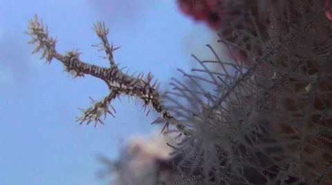 Ornate Ghost Pipefish Stock Footage 29896503