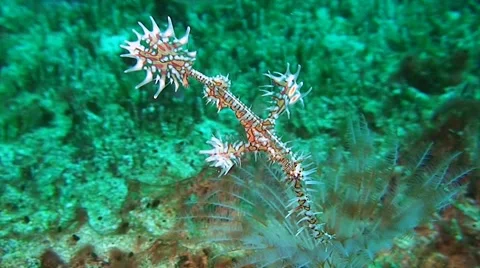 Ornate ghost pipefish Stock Footage 41582711