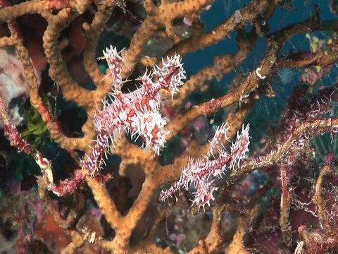 Ornate Ghost Pipefish Stock Footage 98498611