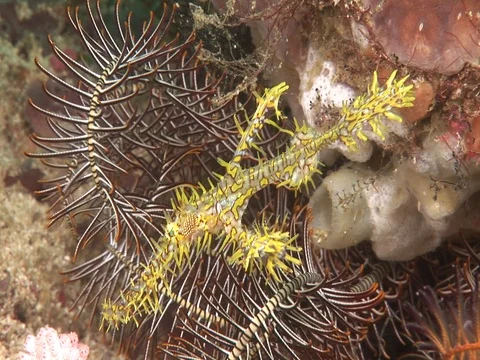 Ornate Ghost Pipefish Stock Footage 98498814