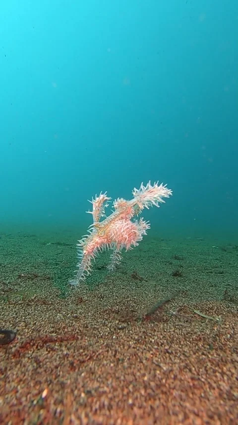 Ornate ghost pipefish 库存影片 310550088