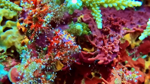 Ornate ghost pipefish hiding among vibrant colorful coral Stock Footage 332742221
