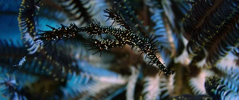 The ornate ghost pipefish or harlequin ghost pipefish, Solenostomus paradoxus Stock Footage 99666131