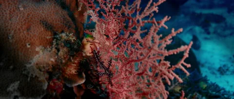 The ornate ghost pipefish or harlequin ghost pipefish, Solenostomus paradoxus Stock Footage 144340318