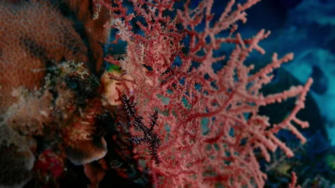 The ornate ghost pipefish or harlequin ghost pipefish, Solenostomus paradoxus Stock Footage 144439733