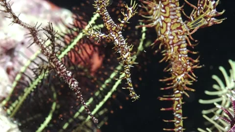 Ornate Ghost Pipefishes Stock Footage 301269696