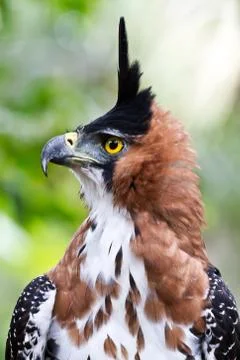 Ornate hawk eagle display Stock Photos