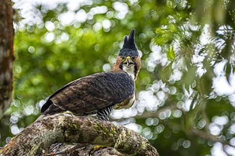 Ornate Hawk-Eagle Foto stock