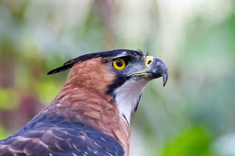 Ornate hawk eagle side Stock Photos