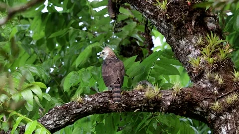 Ornate Hawk-eagle sit on thick branch with epiphytes in rainforest undergrow Video stock 152498810