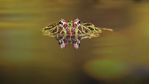 Ornate hornedfrog2 HD 動画素材 84391210