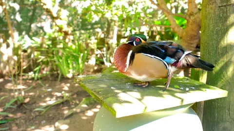 Ornate patterns of Wood Duck feathers as it rests on wooden perch at sanctuary Stock Footage 319842273