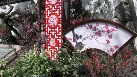 Ornate red paper-cut patterns and a large fan-shaped illustration of blossoms Vidéo 336944990