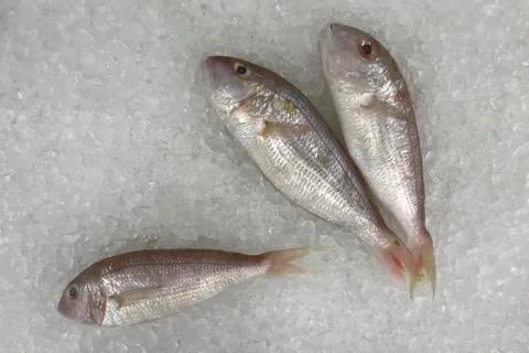 Ornate threadfin bream fish in the ice for cooking. Stock Photos
